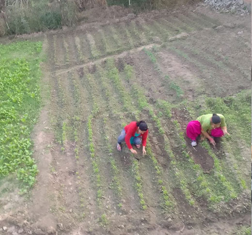Backyard Kitchen Gardening
