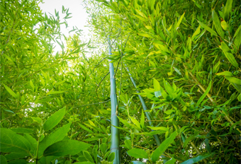 BAMBOO CULTIVATION BAMBOO CULTIVATION